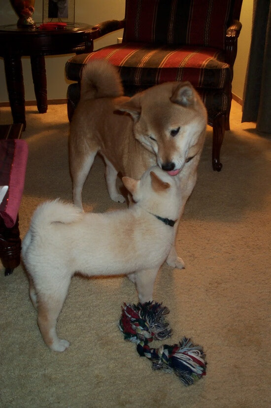 英格拉姆，一位天才解读者如何让黄蜂吞噬猛龙