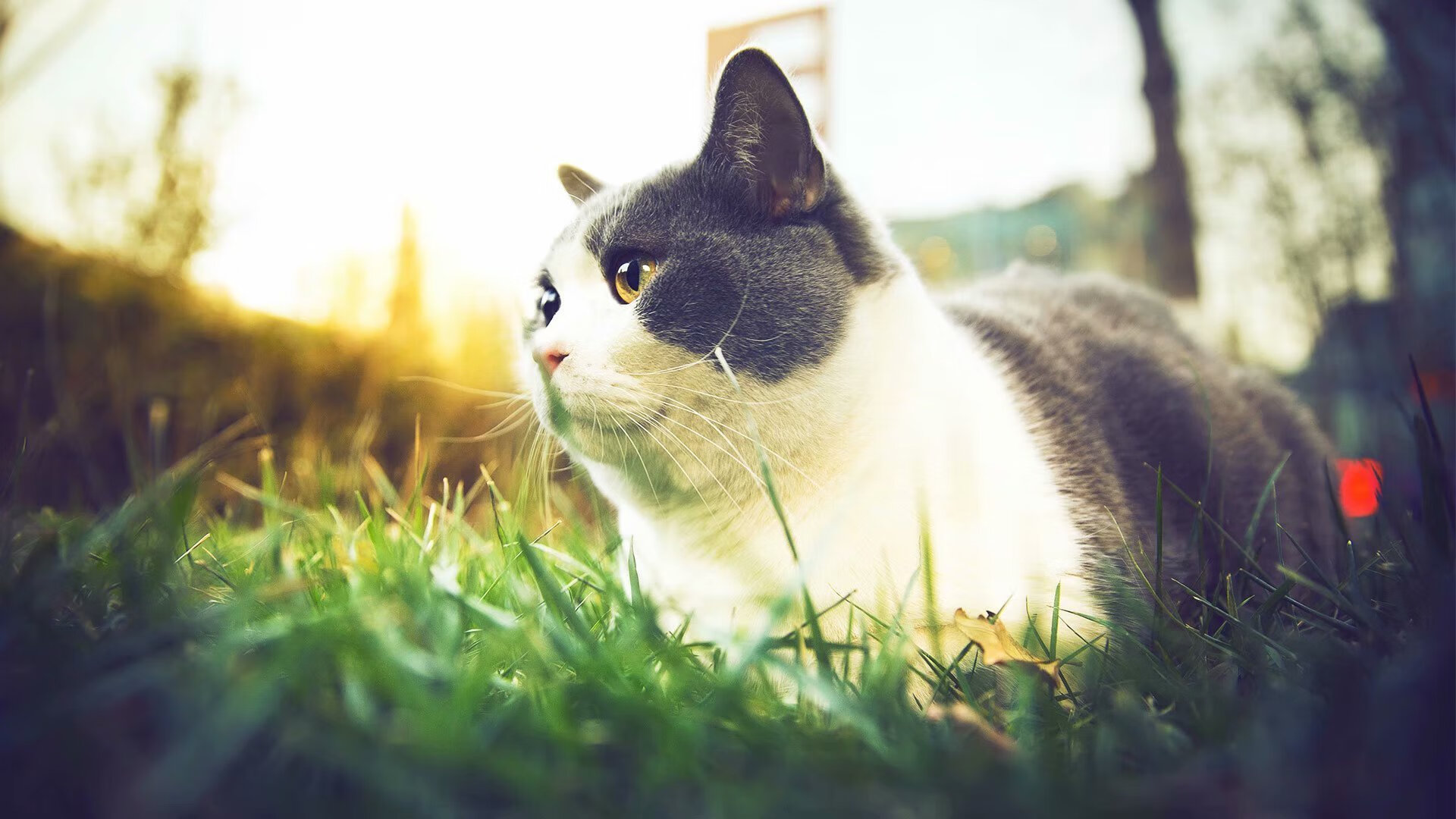 独家新熊王弑旧主！武切维奇无解背身击溃奇才，灰熊找到非卖品基石