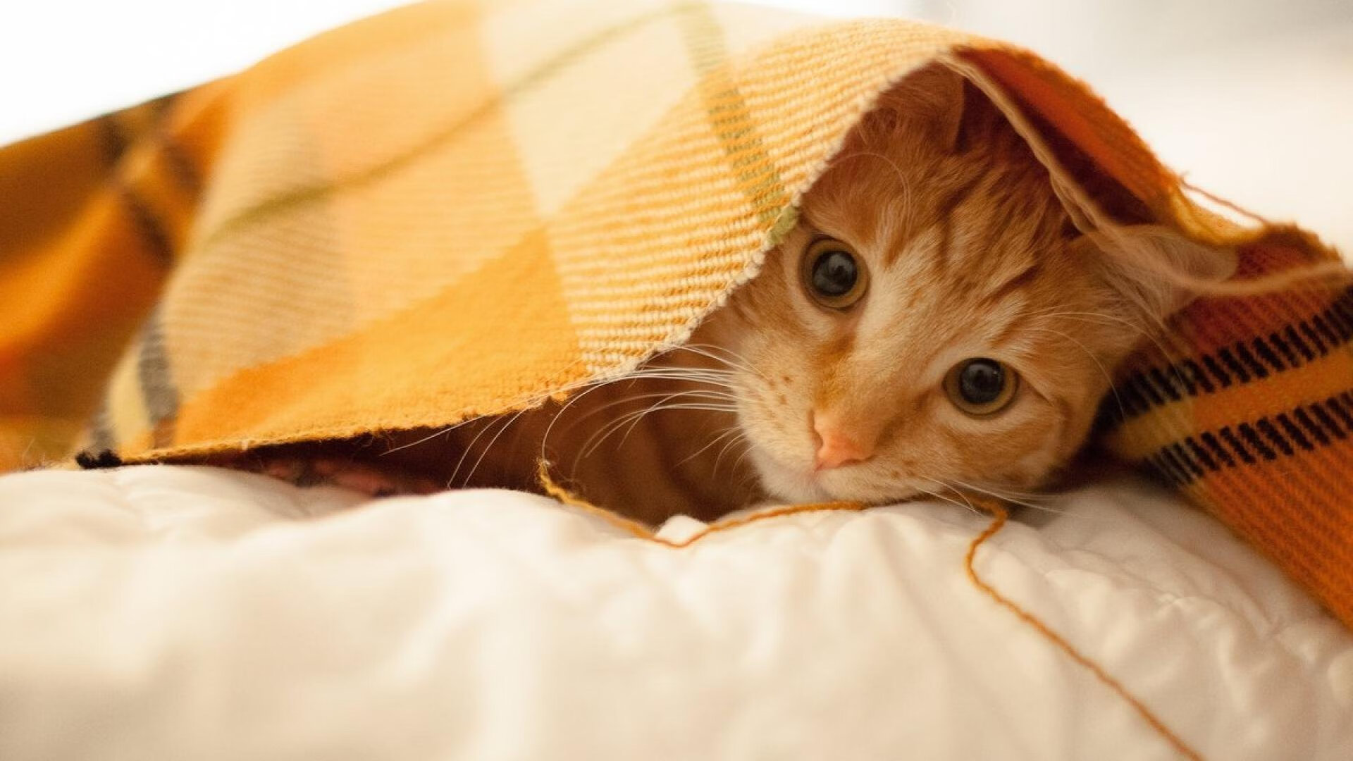 西甲国家德比战术教科书,埃及如何像皇马一样打穿洪都拉斯防线