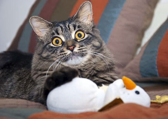 雷火电竞下载-双线交织的传奇，京多安的领袖之击与荷兰的战术突围