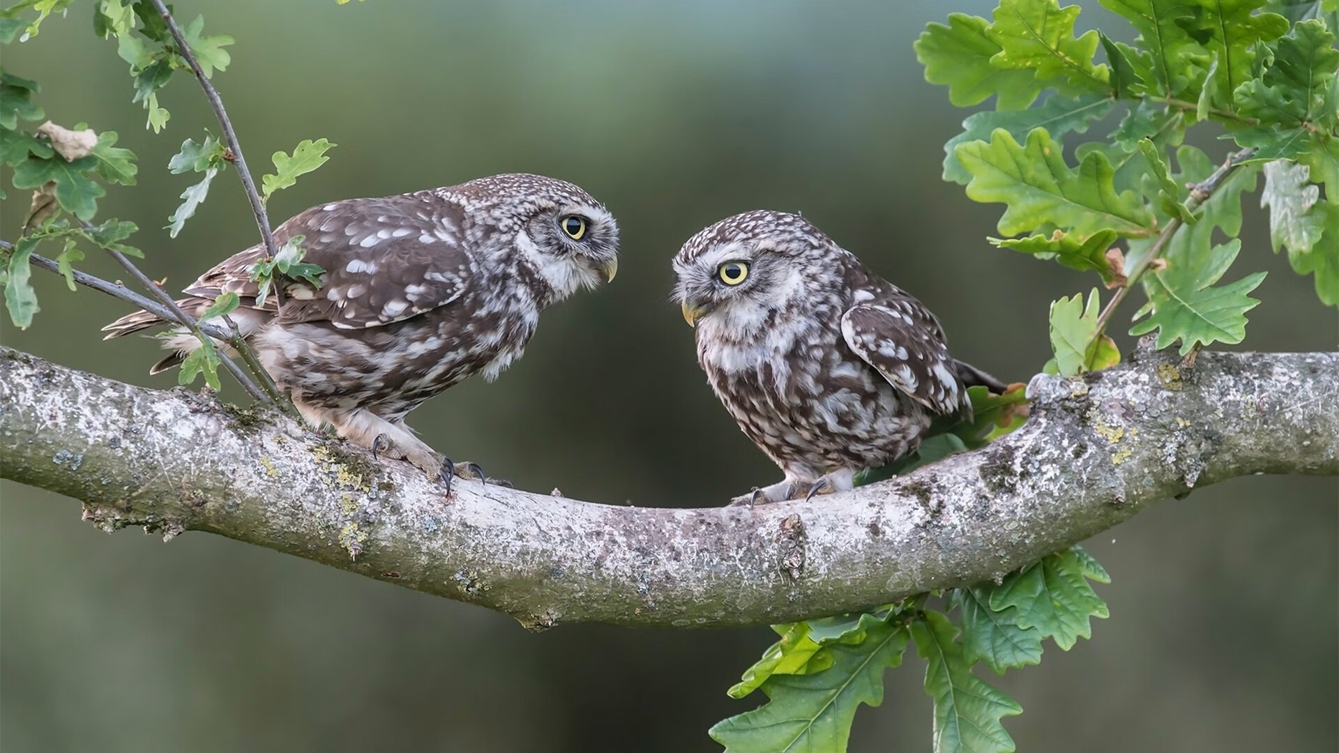 当步行者以脚步丈量胜负，他在沸腾的看台上刻下自己的名字