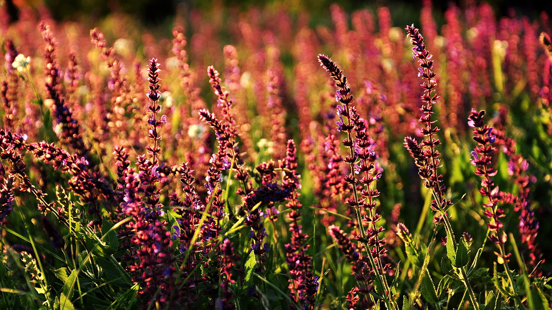 亚平宁风暴眼，克瓦拉茨赫利亚在尤文关键战中接管葡萄牙的世界排名争夺战