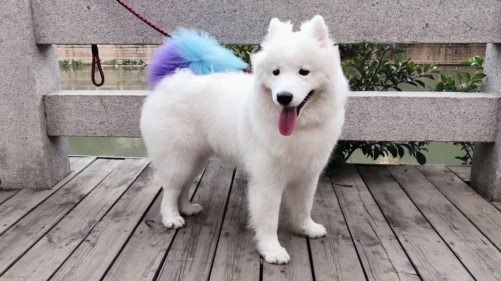 地中海风暴席卷北非！奥斯梅恩双响导演马赛欧冠资格赛横扫突尼斯