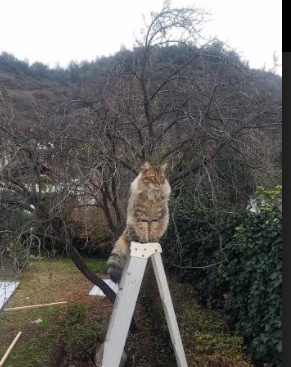 绝对优势与英雄诞生，澳大利亚碾压尼日利亚，阿尔瓦雷斯封神之战