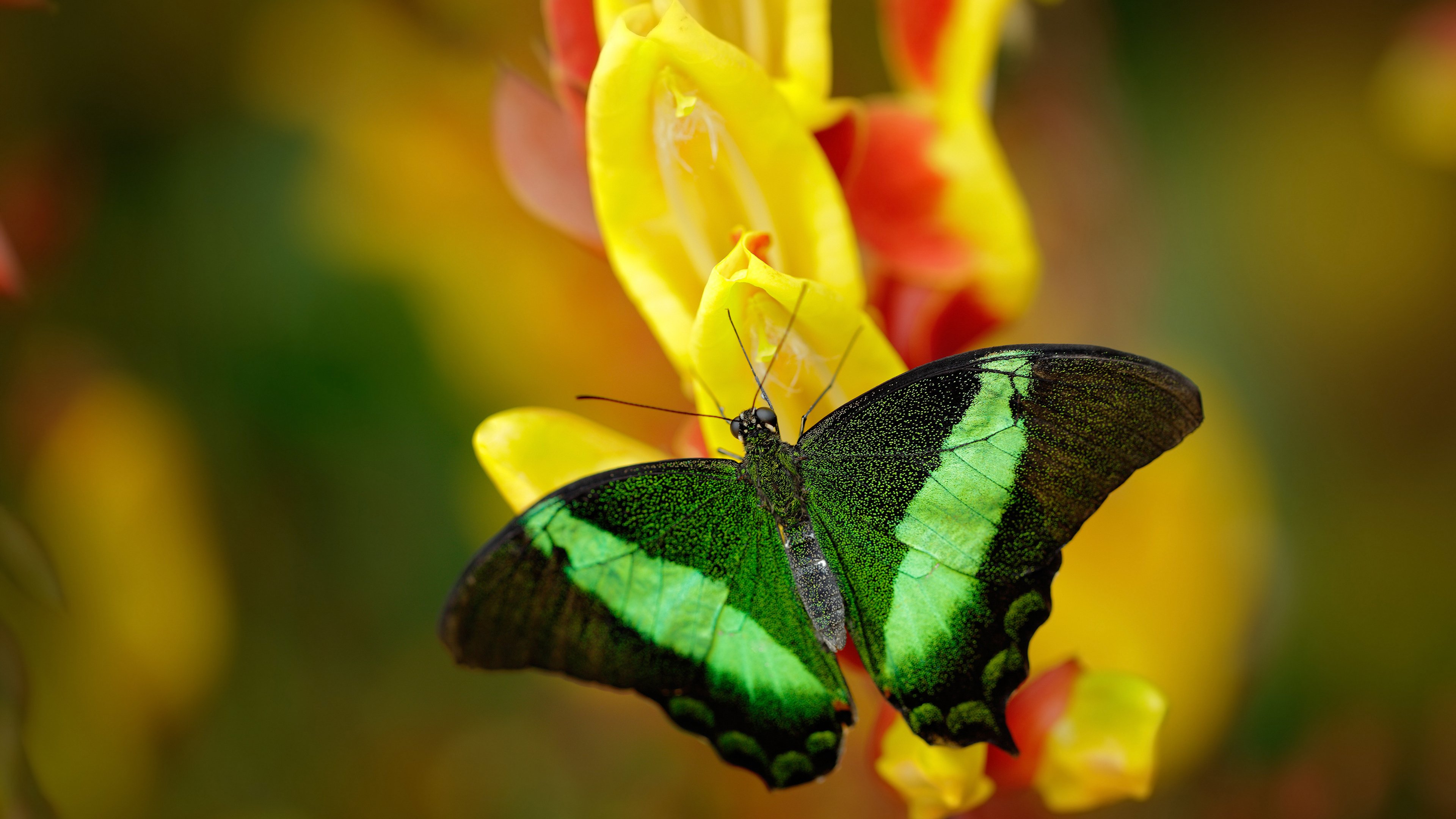 门迪铁壁守护法兰西，美加墨世界杯之夜的压制级神迹