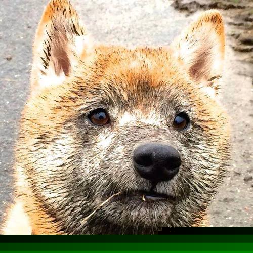 亚洲之星闪耀数据之巅，非洲雄狮压哨绝杀，久保建英与塞内加尔共谱足坛新篇章