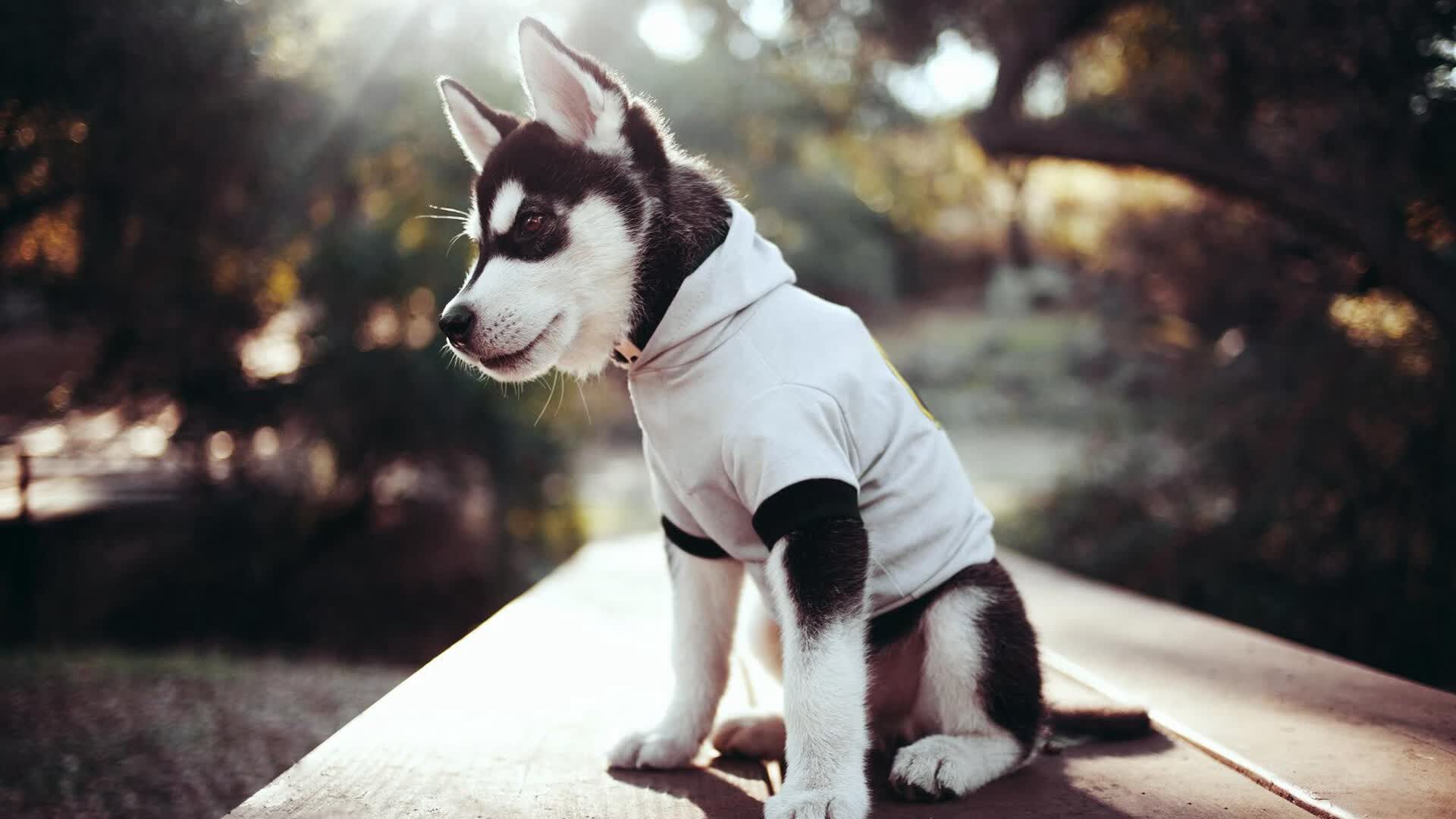 唯一的不败神话!辽宁队连续得分潮扼杀独行侠,哈利伯顿成唯一解药