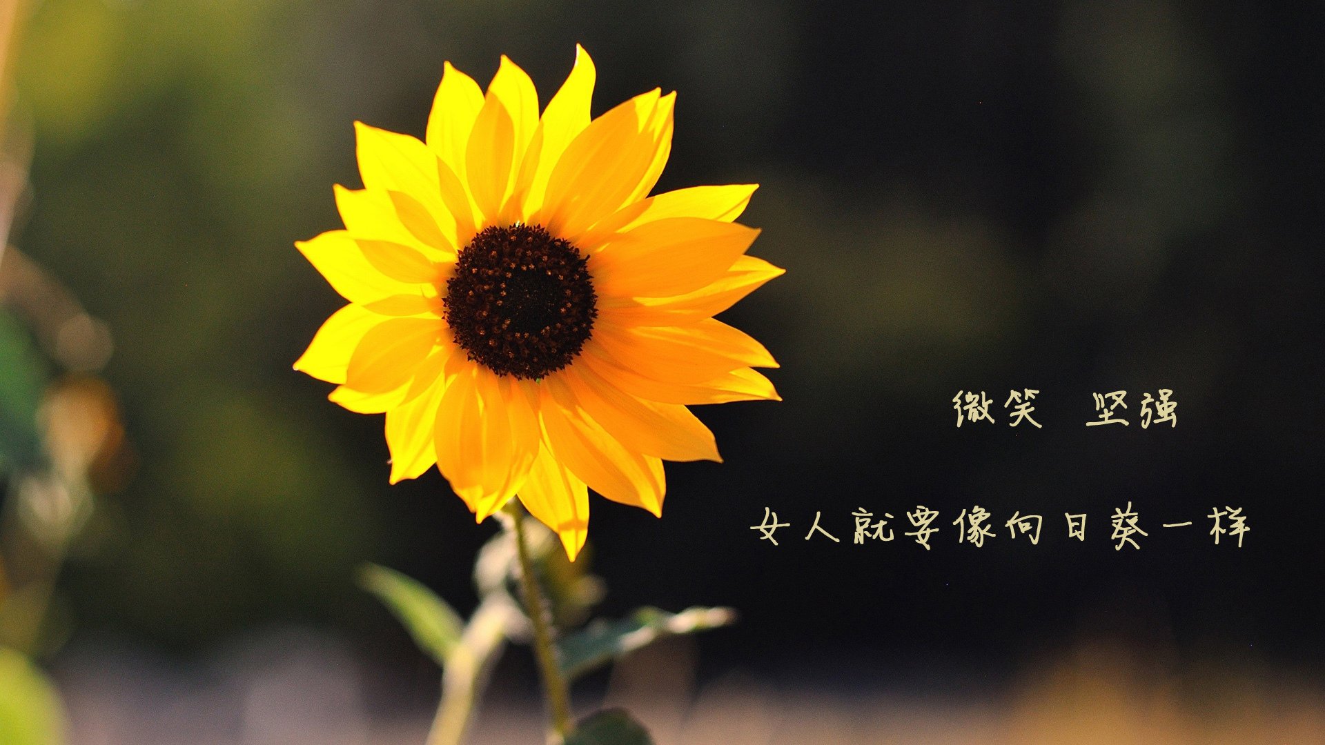 孤注一掷,2026世界杯决赛,范戴克的血性与葡萄牙的奇迹逆转