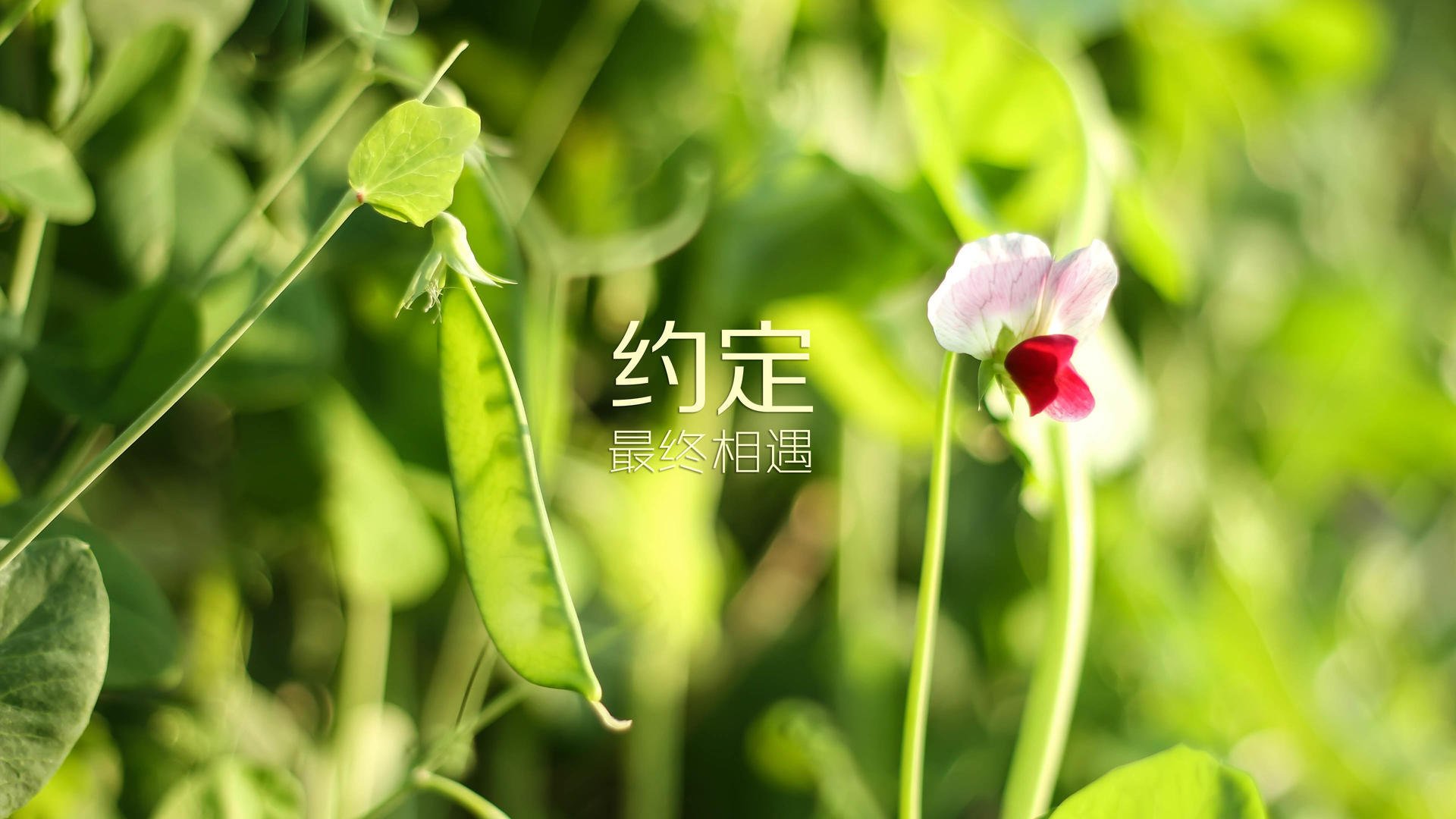 孤星闪耀，2026世界杯C组，格列兹曼独舞之下，奥地利如何以碾压之势终结罗马尼亚幻想